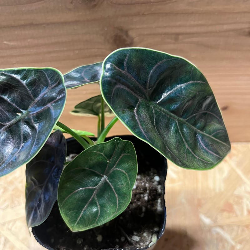 アロカシア アズラニー | GREEN LUCK