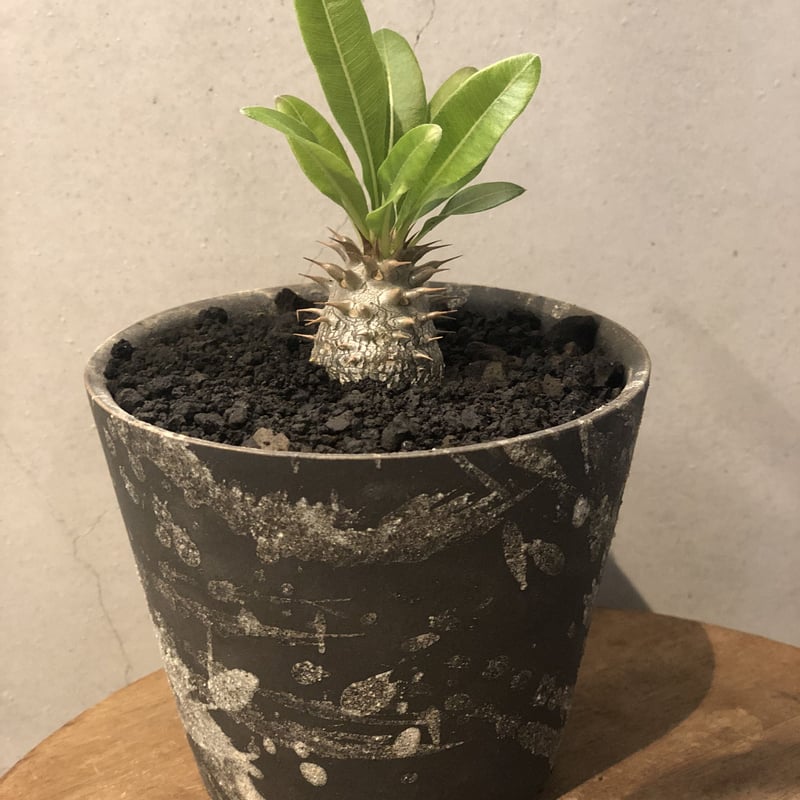 パキポディウム マカイエンセ | GREEN LUCK