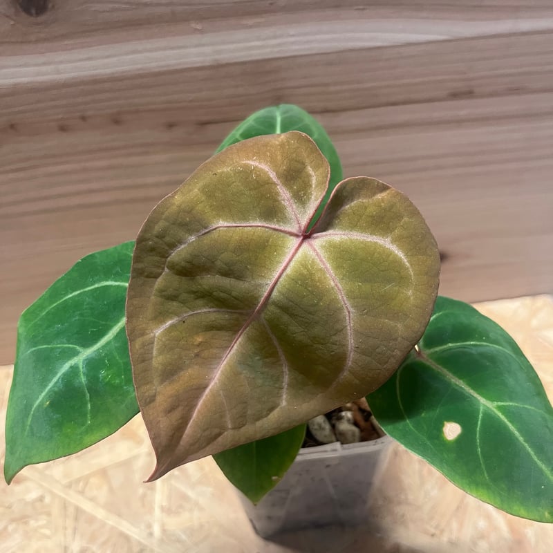 アンスリウム レッドクリスタリナム×ホフマニー レッド サイナス 激