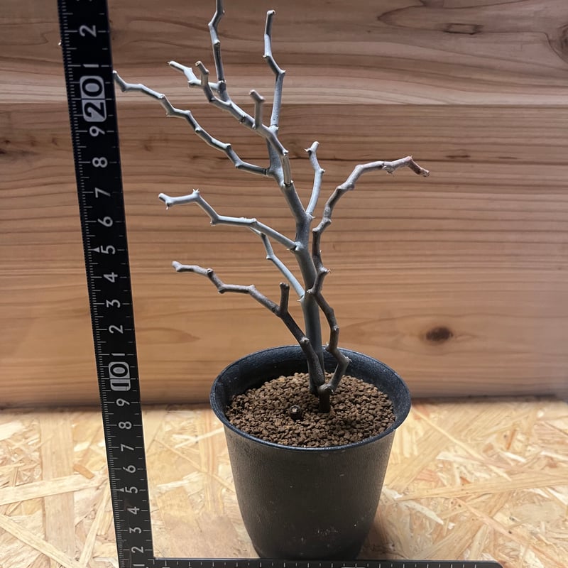 デカリア マダガスカリエンシス ジグザグの木 | GREEN LUCK