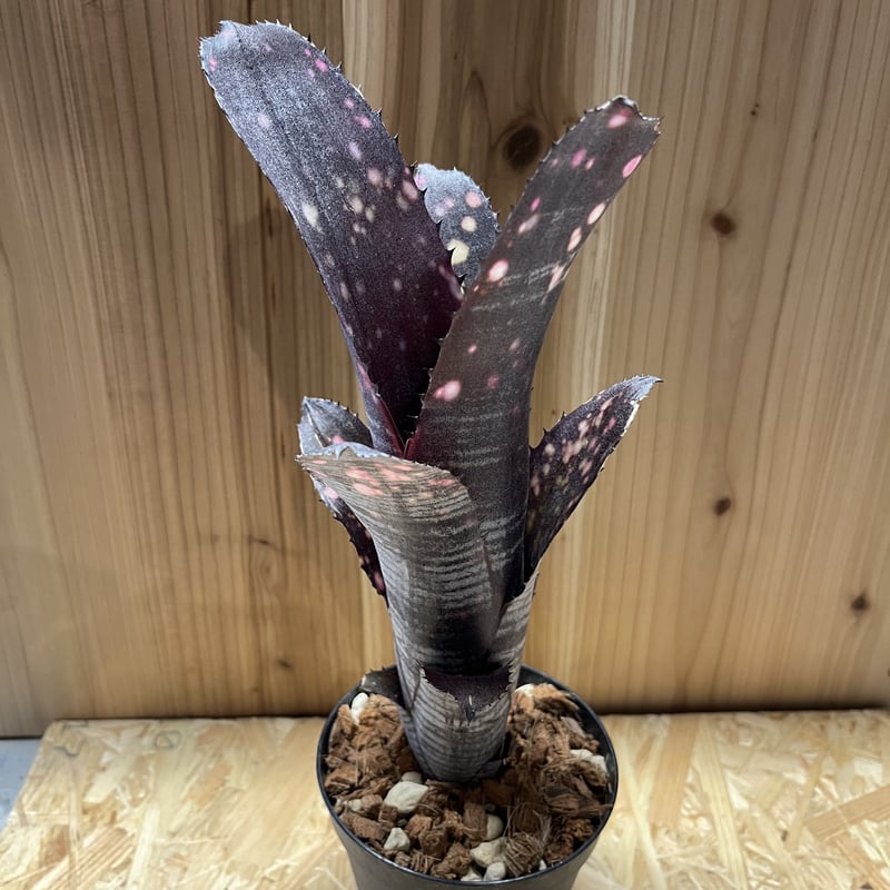 ビルベルギア スモークスタック | GREEN LUCK