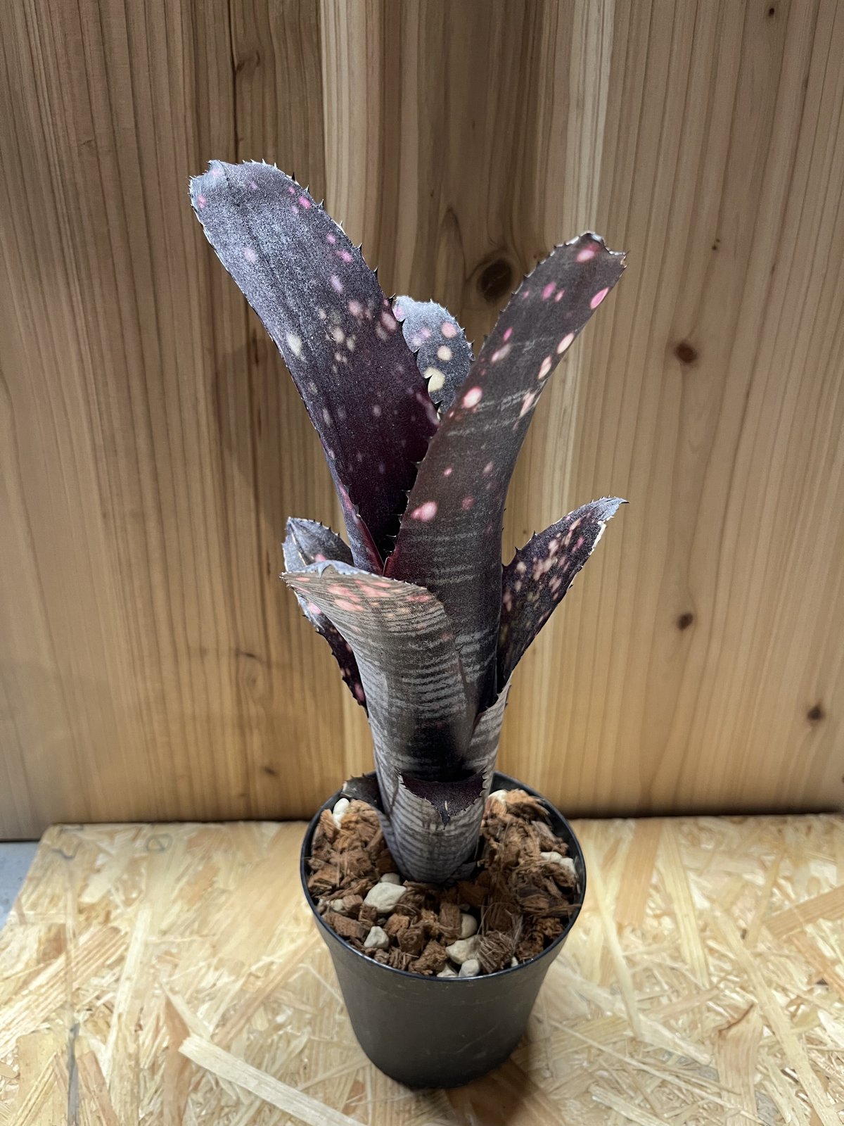 ビルベルギア スモークスタック 観葉植物 タンクブロメリア Billbergia