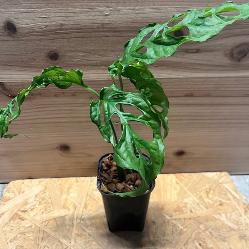 モンステラ　オブリクアペルー モンステラ オブリクア ペルー「Monstera obliqua Peru」51F-3