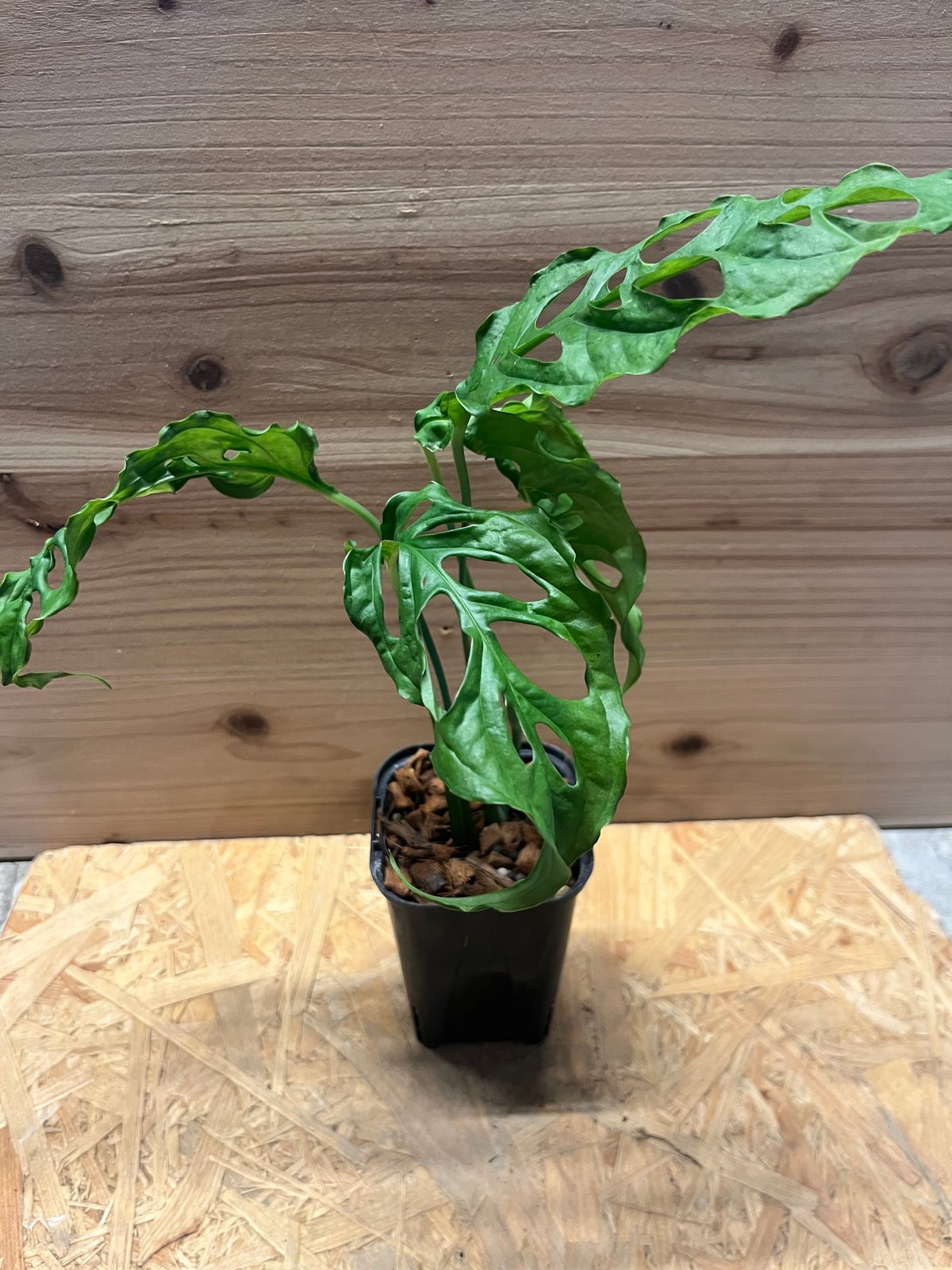 モンステラ オブリクア ペルー | GREEN LUCK