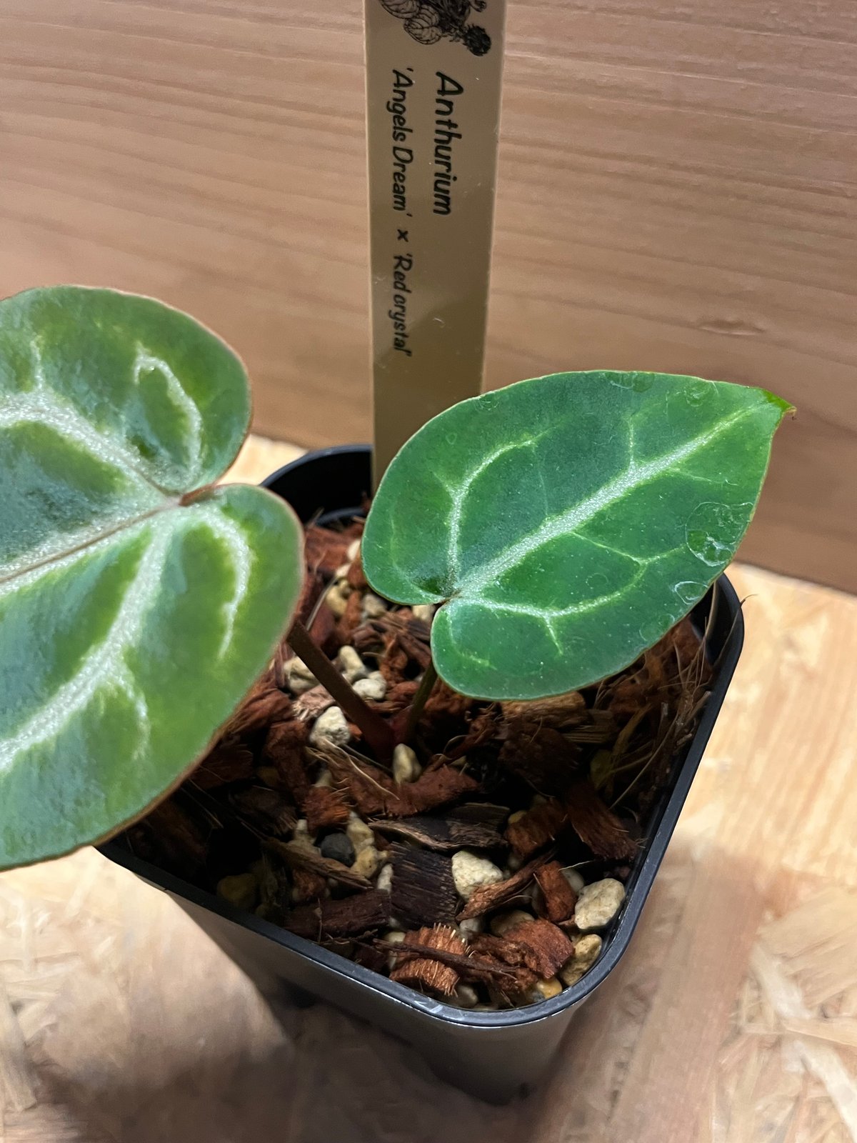 アンスリウム エンジェルズドリーム×レッドクリスタリナム | GREEN LUCK