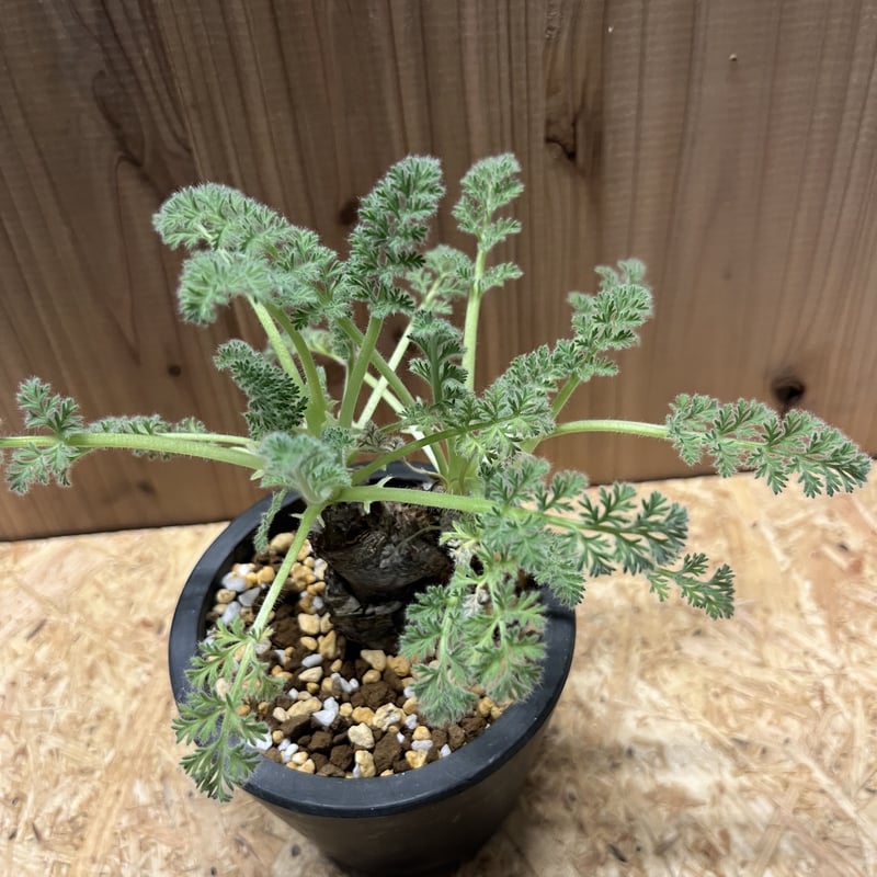 ペラルゴニウム アッペンディクラツム | GREEN LUCK