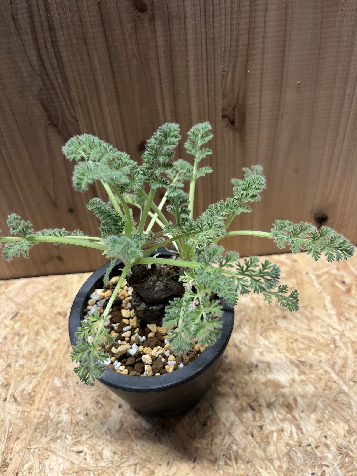 ペラルゴニウム アッペンディクラツム | GREEN LUCK