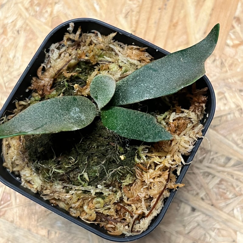 ビカクシダ P.Fhoenix 【artPLANTs】ビカクシダ/Platycerium | artPLANTs （アート