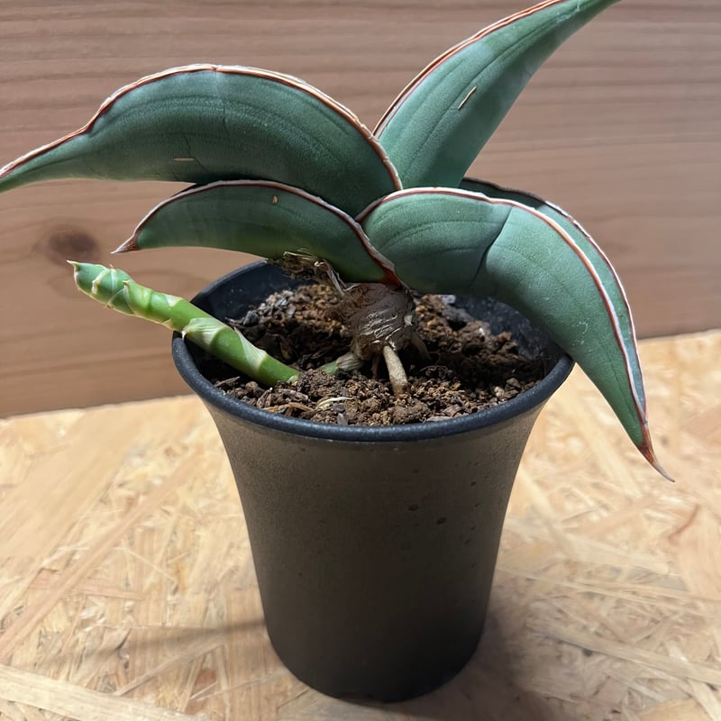 サンスベリア　バナナ　ビックサイズ サンスベリア バナナ | GREEN LUCK