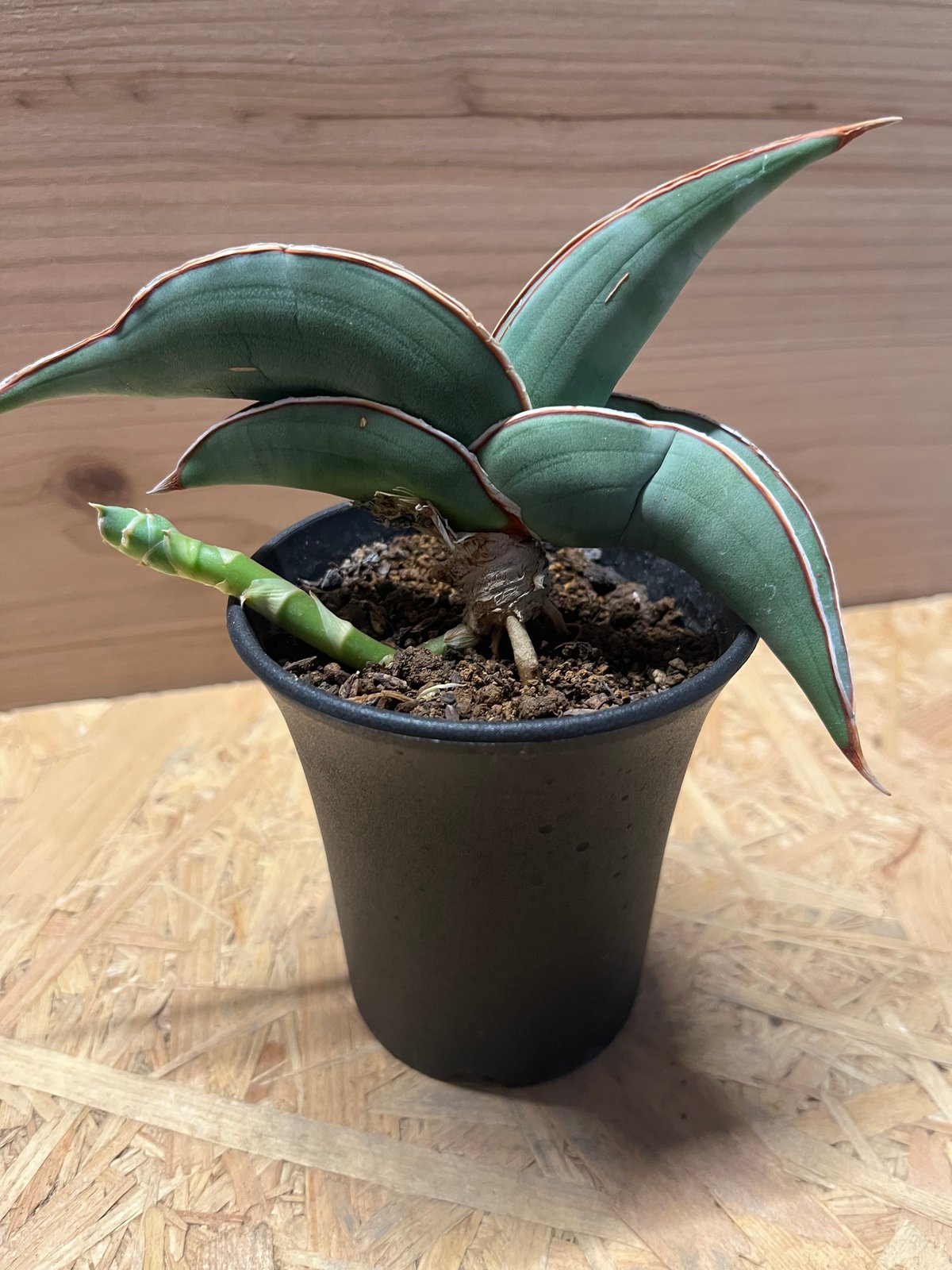 サンスベリア バナナ | GREEN LUCK