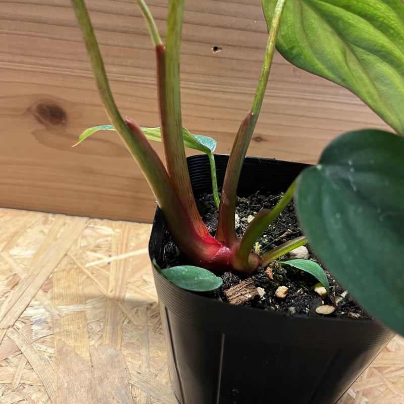 Philodendron sp Colombia フィロデンドロンspコロンビア 125