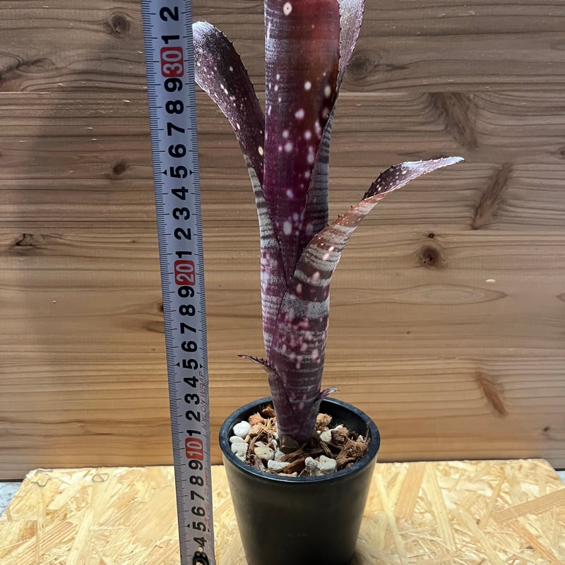 ビルベルギア オビワン 現品】ビルベルギア・オビワン Billbergia Obi-Wan (Domingos