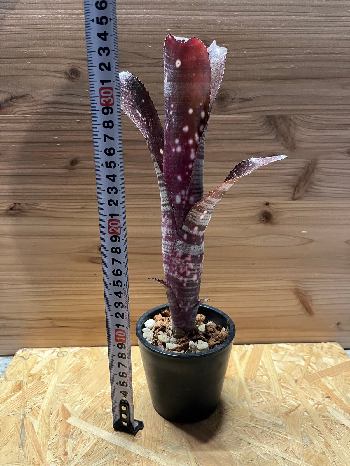 ビルベルギア オビワン | GREEN LUCK