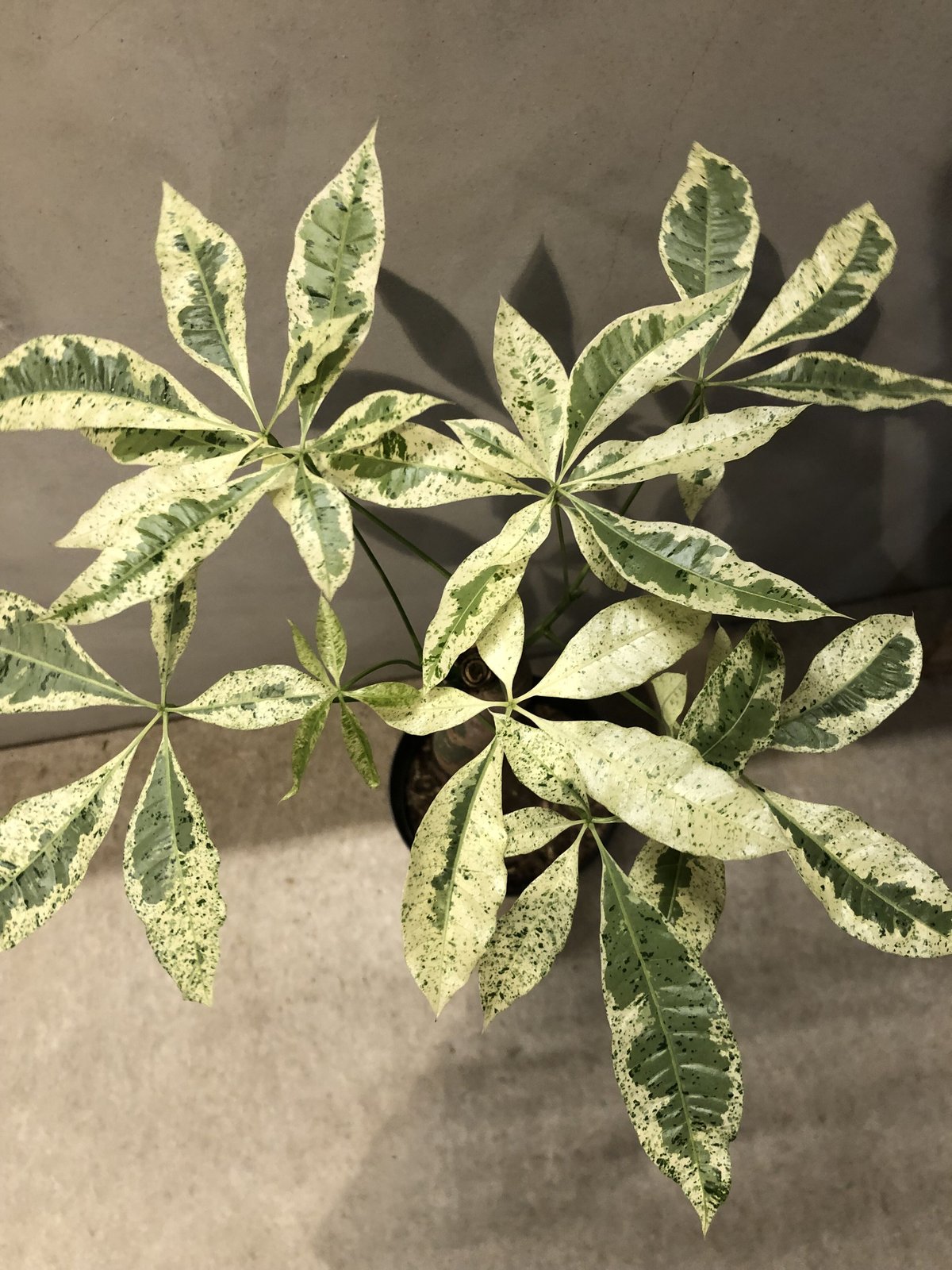 パキラ ミルキーウェイ | GREEN LUCK