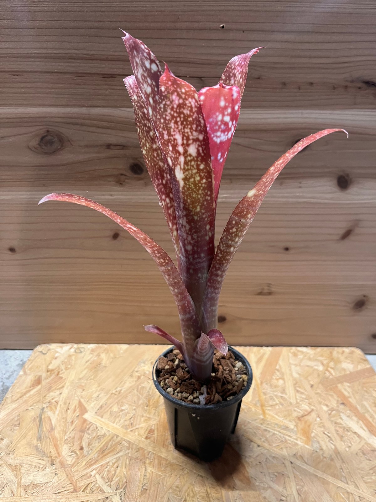 ビルベルギア ミラグロ | GREEN LUCK