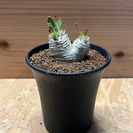 パキポディウム恵比寿大黒 | STORES