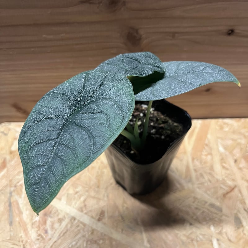 激レア 大株 アロカシア メロ Alocasia melo クワズイモ 熱帯雨林