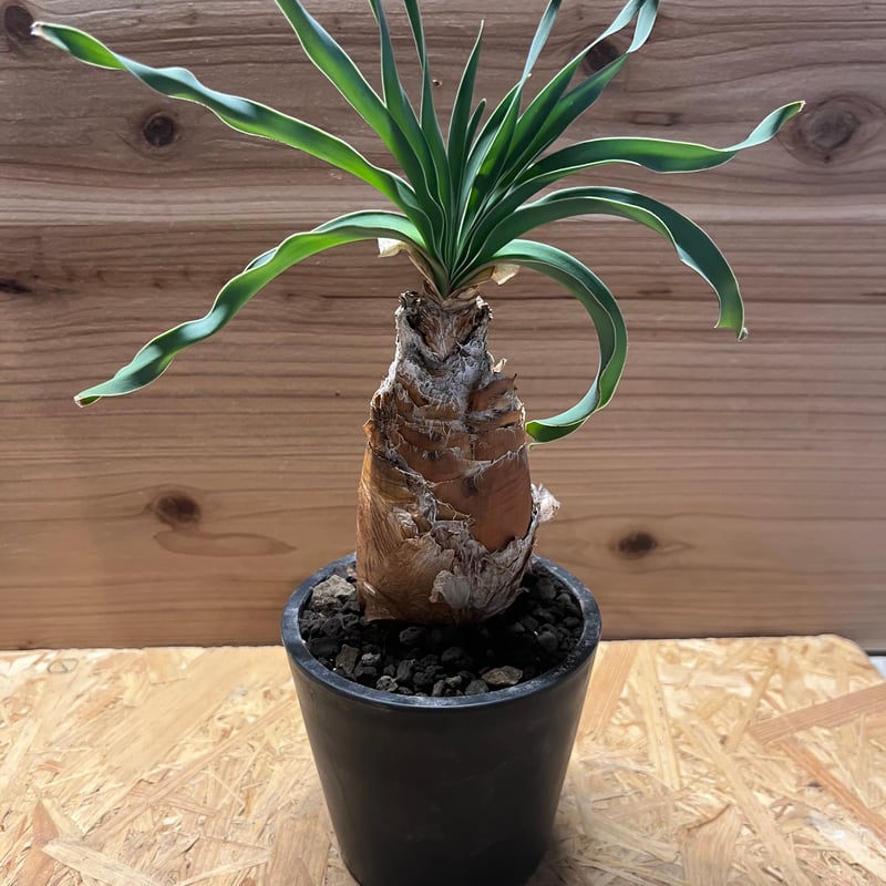 ブーファン ディスティチャ | GREEN LUCK