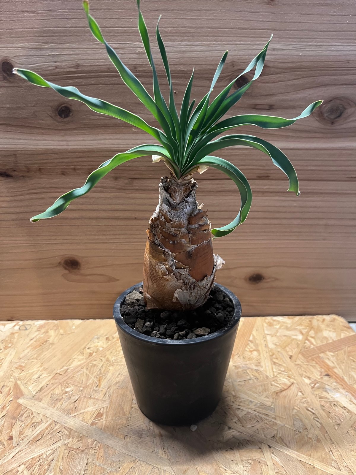 ブーファン ディスティチャ | GREEN LUCK