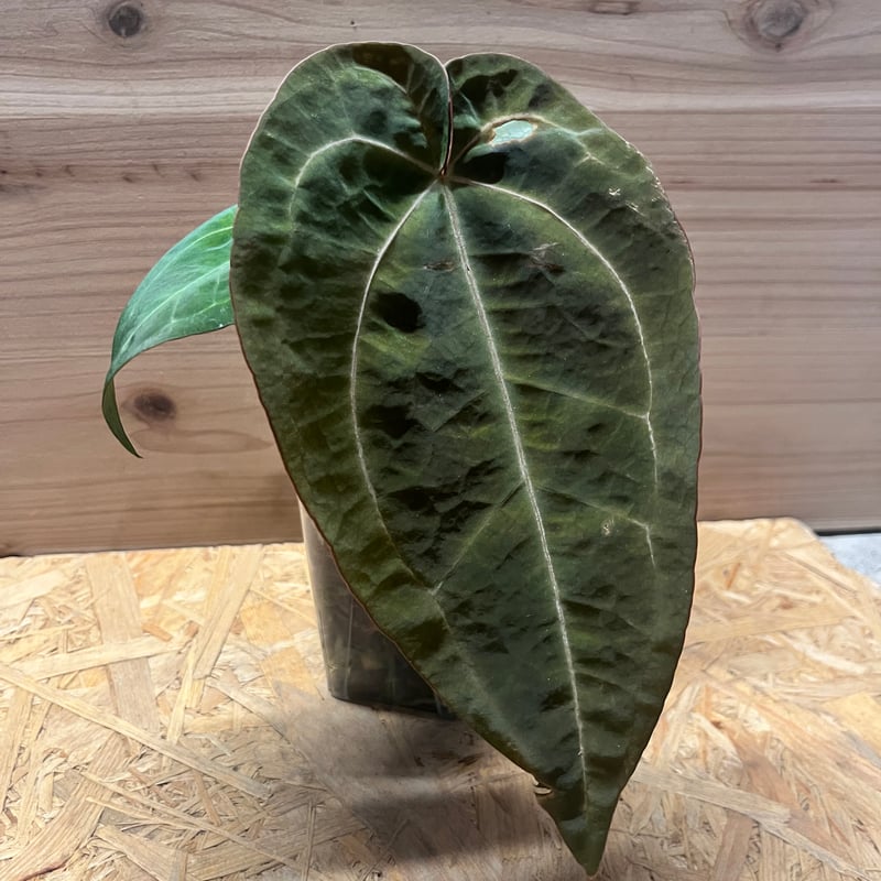 アンスリウム パンプキンスパイス×レッドクリスタル | GREEN LUCK