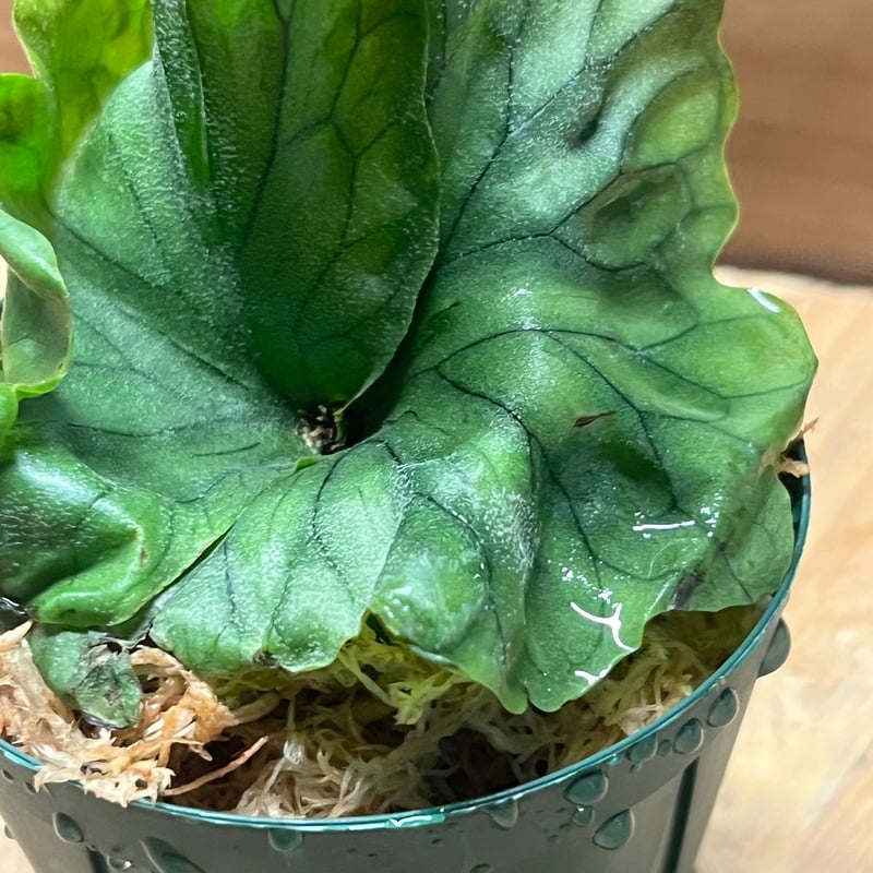 MK ビカクシダ コウモリラン | STORES