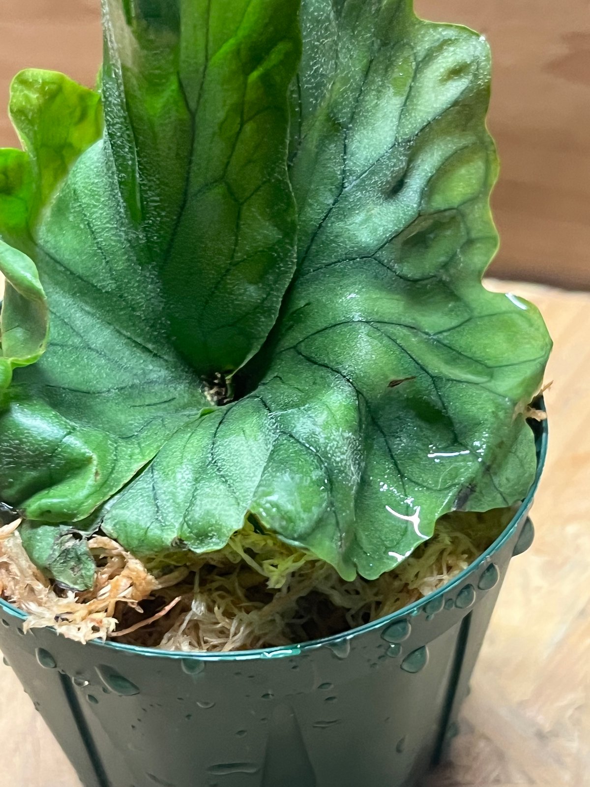 ビカクシダ ワンダエドワーフ | GREEN LUCK