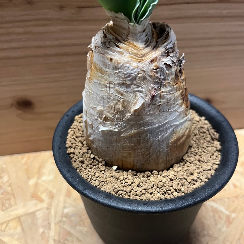 M様専用 ブーファン ハエマンソイデス | GREEN LUCK