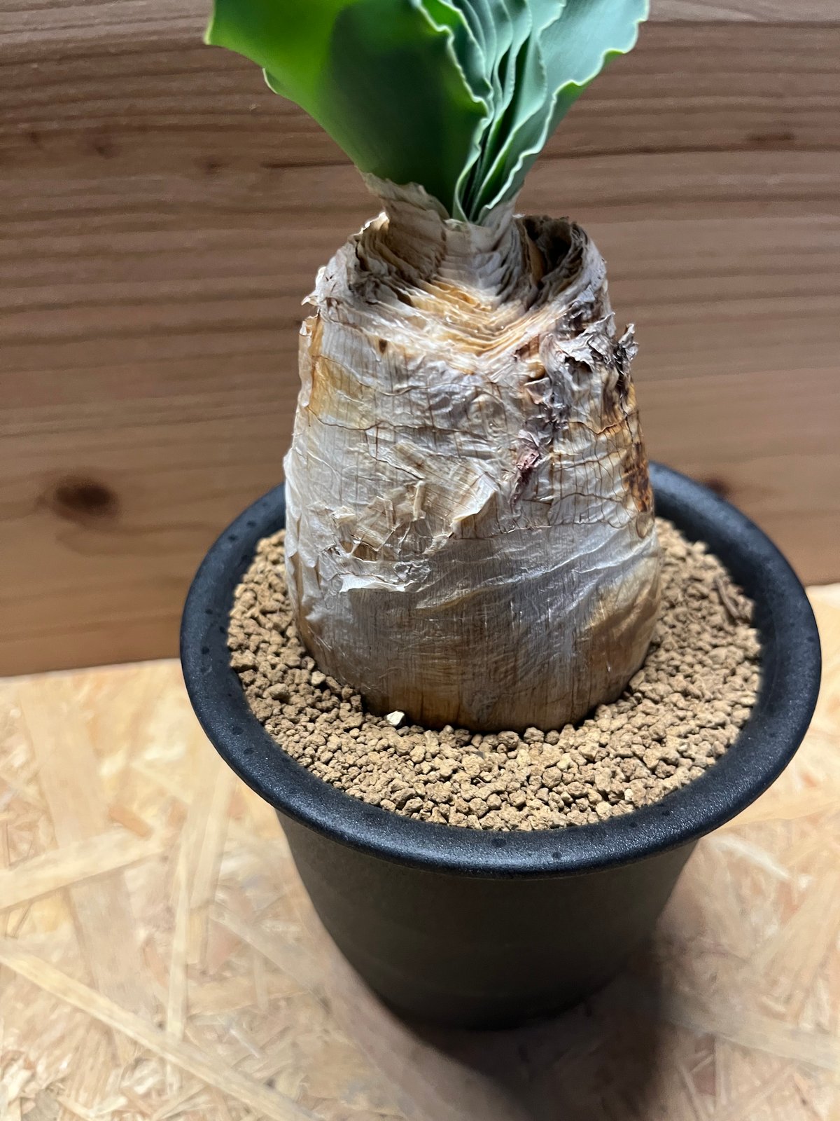 M様専用 ブーファン ハエマンソイデス | GREEN LUCK