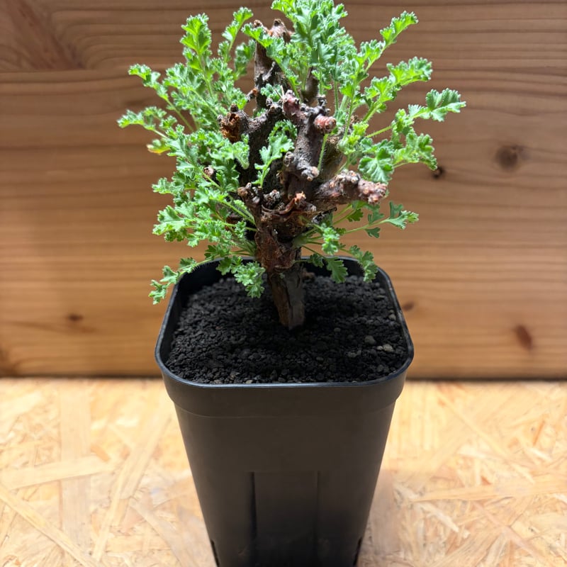 ペラルゴニウム アルテルナンス | GREEN LUCK