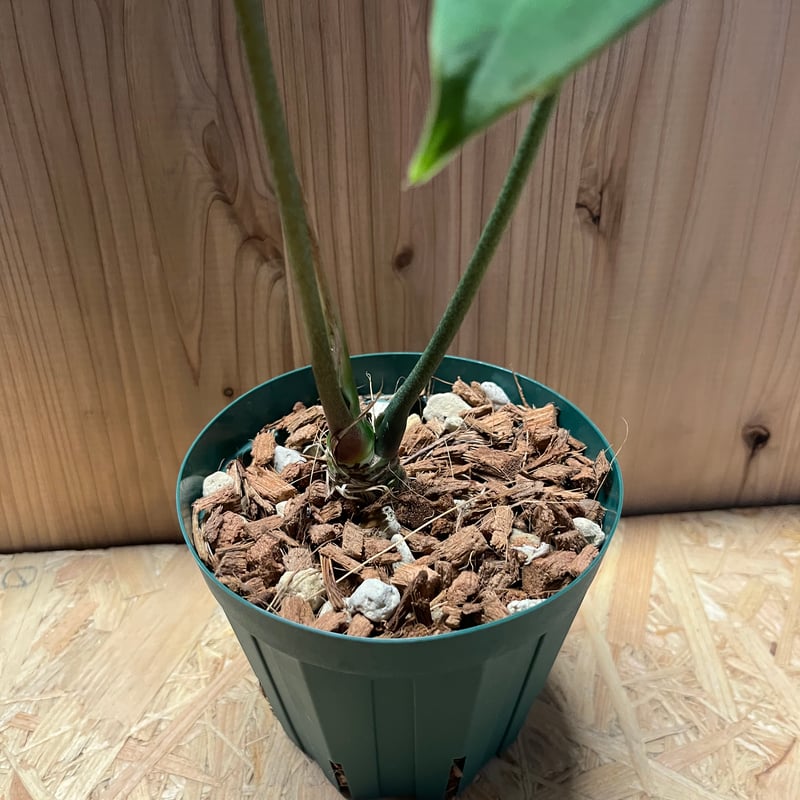 アンスリウム メタリカム | GREEN LUCK