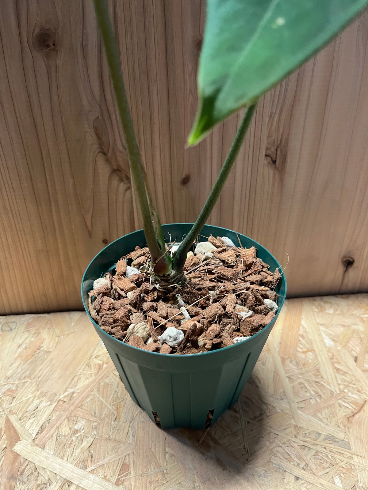 アンスリウム メタリカム | GREEN LUCK