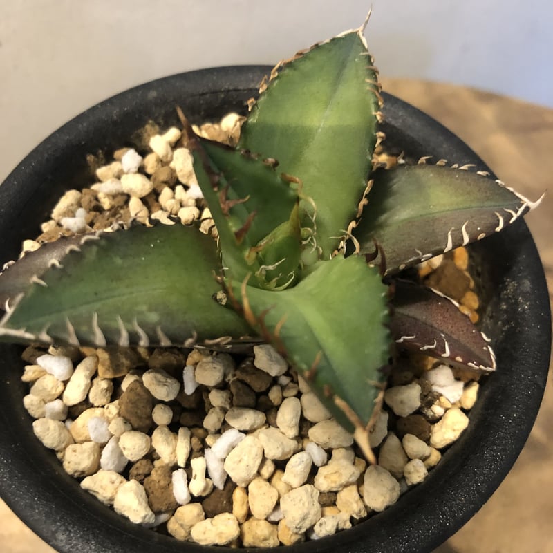 アガベ チタノタ agave titanota panda/アガベ チタノタ パンダ【観葉植物】【多肉植物