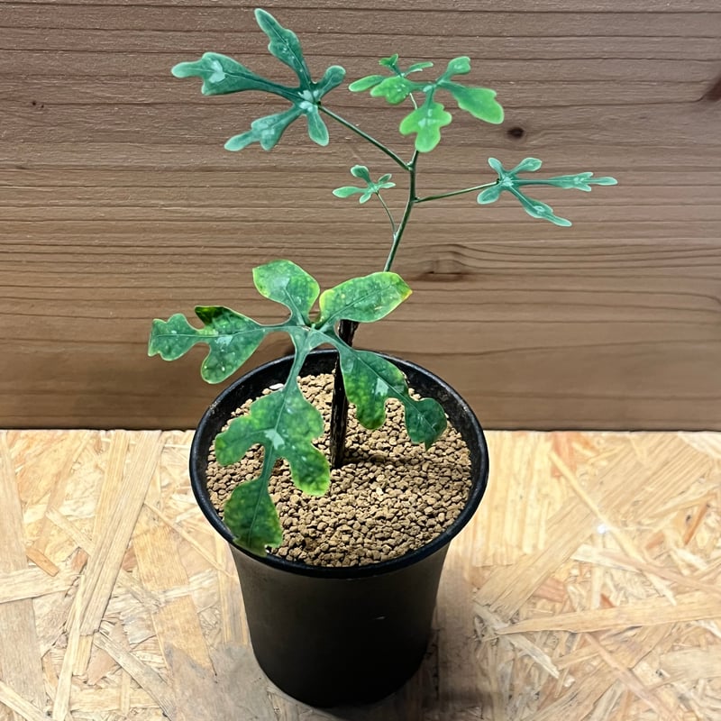 アデニア ペリエリ | GREEN LUCK