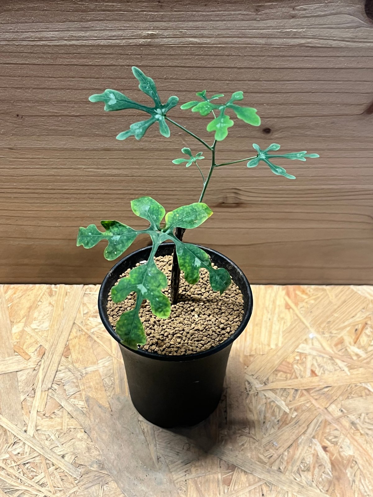 アデニア　ペリエリ アデニア ペリエリ | GREEN LUCK