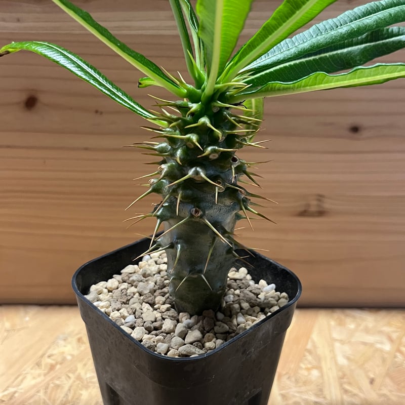 パキポディウム アンボンゲンセ | GREEN LUCK