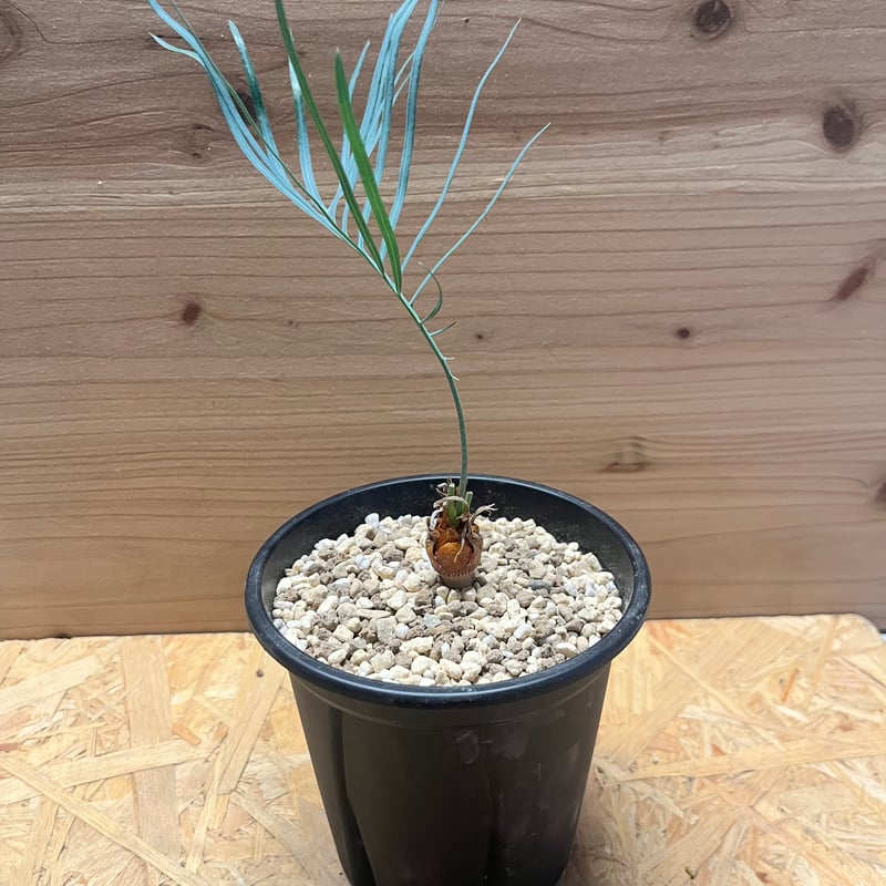 サイカス カイルンシアナ | GREEN LUCK