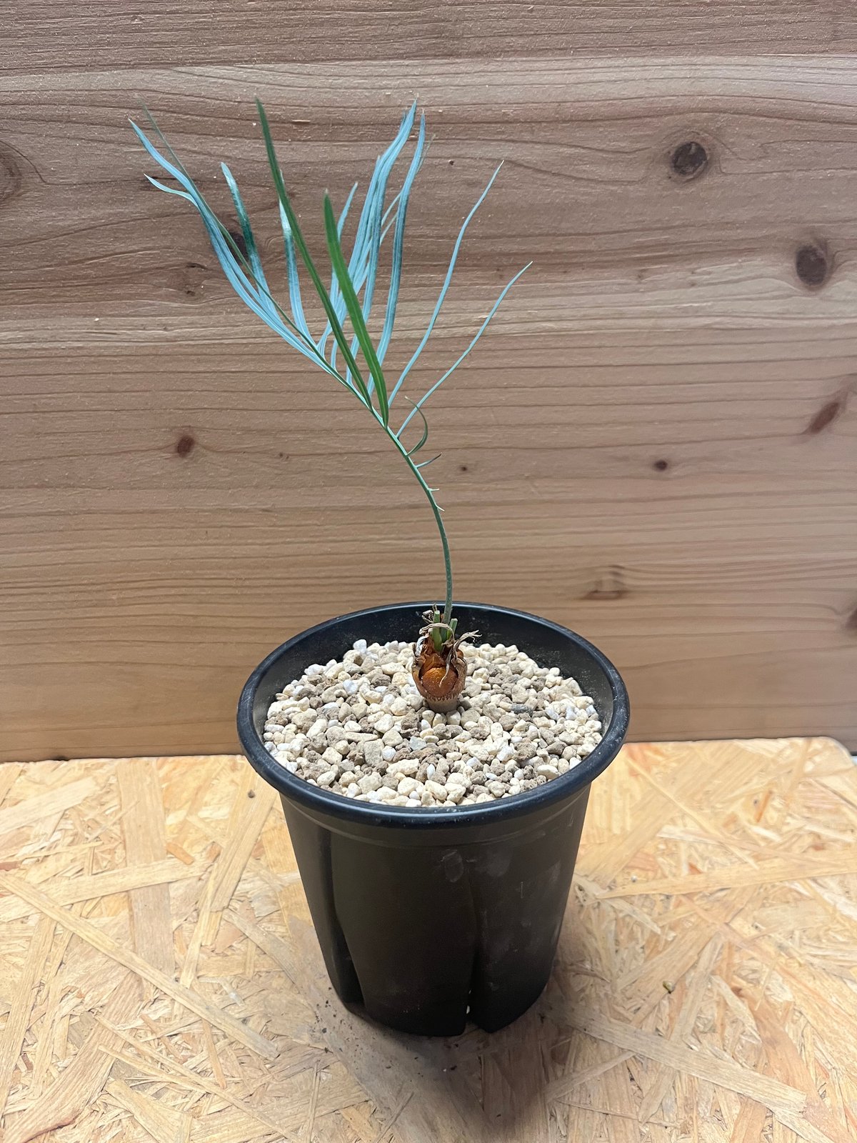 サイカス カイルンシアナ | GREEN LUCK