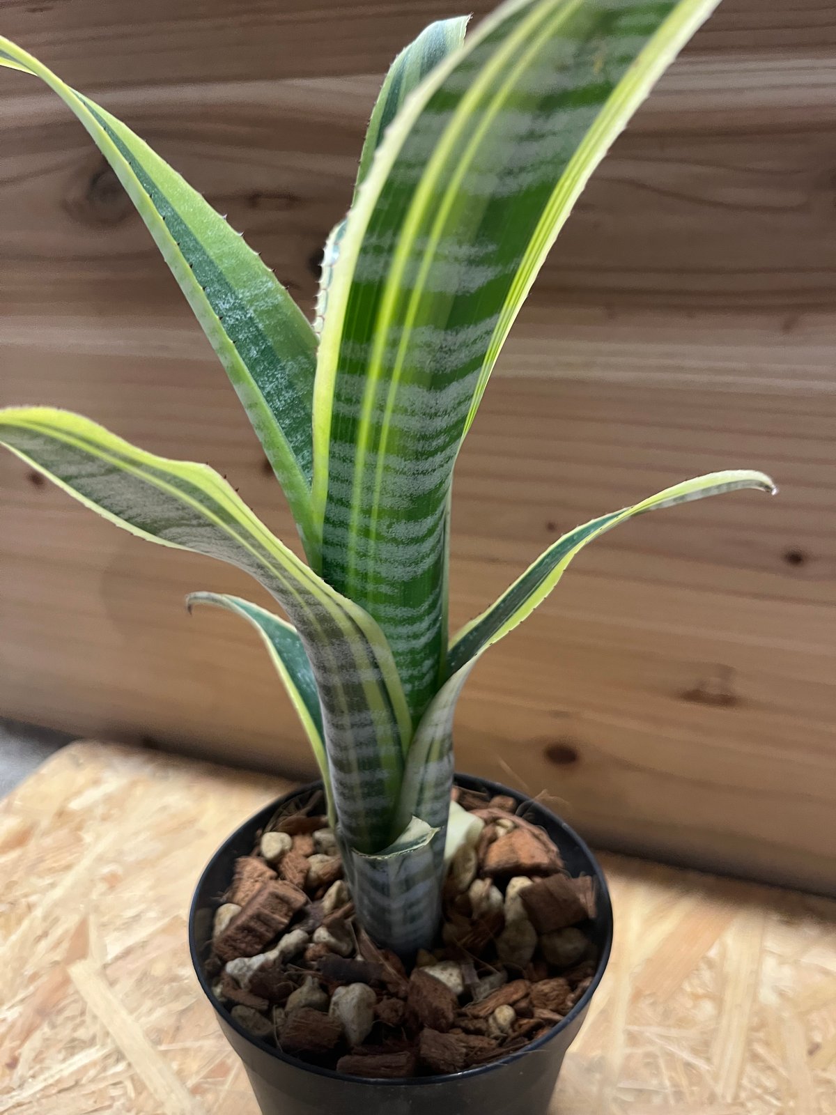 Billbergia Ralph Graham French 抜き苗 billbergia-vittata-ralph-