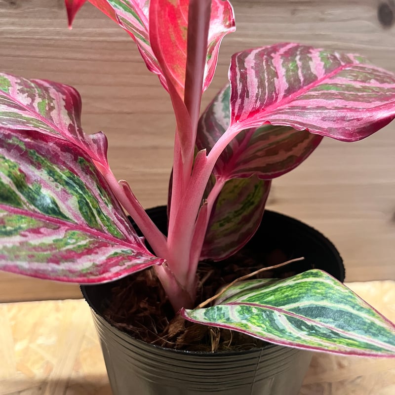 アグラオネマ 'レッドエメラルドドラゴン' | GREEN LUCK