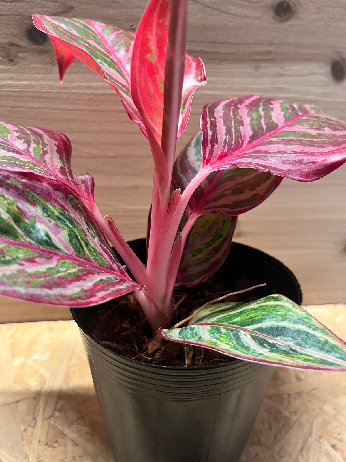 アグラオネマ 'レッドエメラルドドラゴン' | GREEN LUCK