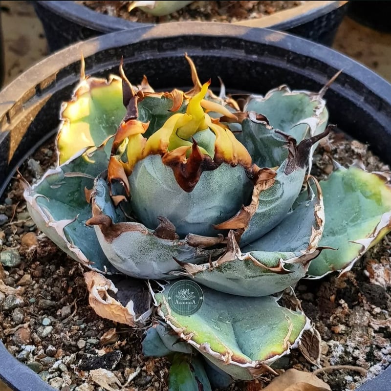 アガべ チタノタ ブルーボール | GREEN LUCK