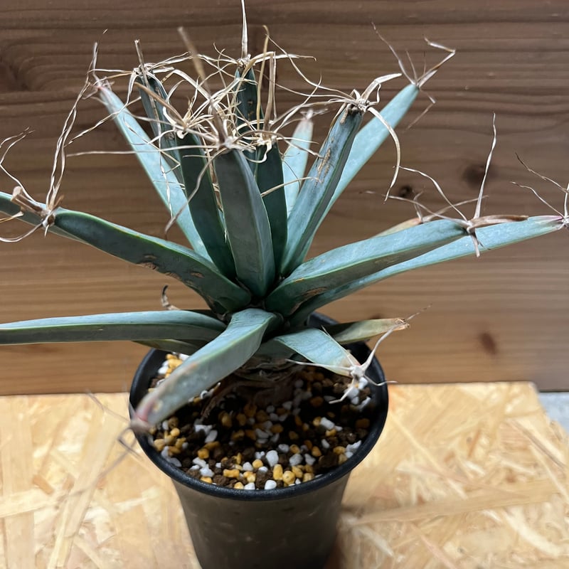 きちシャロニアエスリム ラビニア アグラオネマ② Aglaonema pictum A 'しるば〜らいん' Aceh