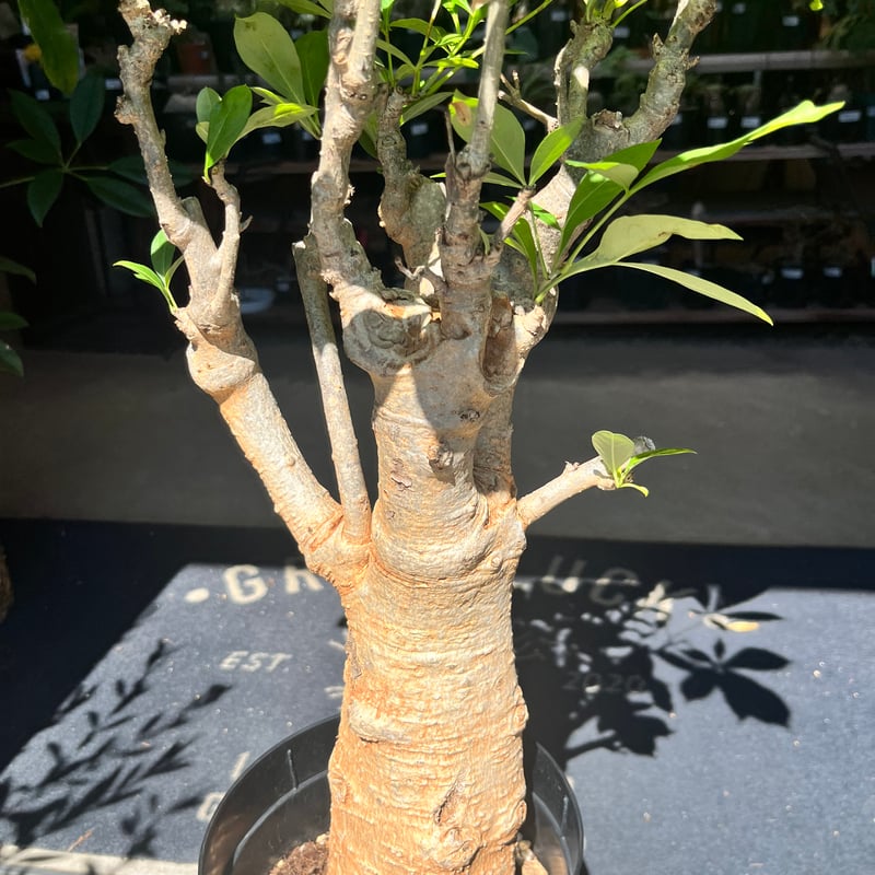 バオバブ ディギタータ | GREEN LUCK