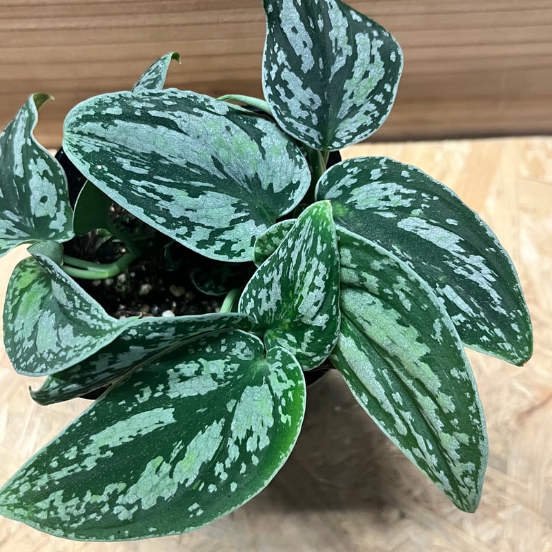 スキンダプサス ピクタス トリカラー | GREEN LUCK