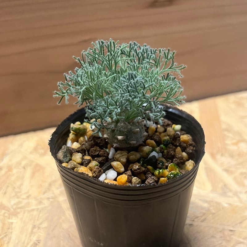 user_2916a88b専用 モンソニア ペニクリナム2株セット user_2916a88b