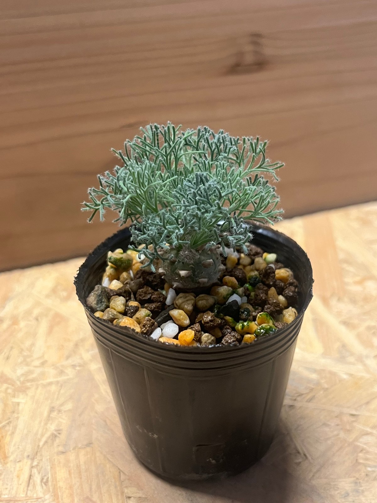 モンソニア ペニクリナム | GREEN LUCK