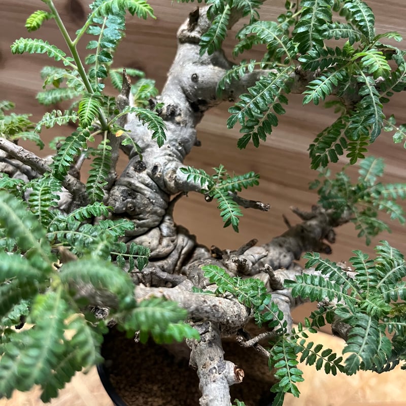 ボスウェリアネグレクタ 譲り受けてから1ヶ月！ボスウェリア・ネグレクタの完全復活🎊冬になる