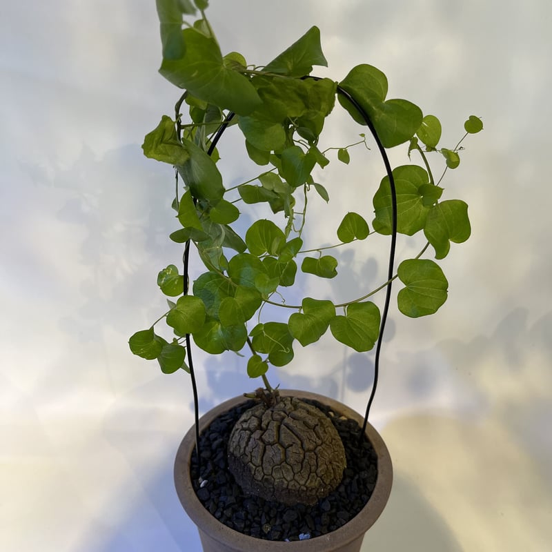 亀甲竜 ディオスコレアエレファンティペス×伝市鉢 | GREEN LUCK