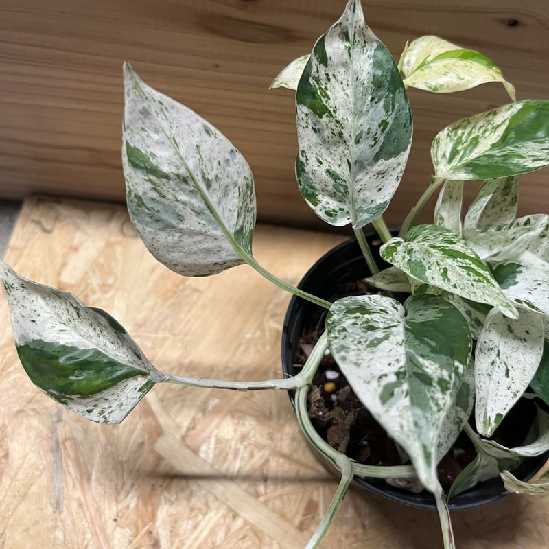 エピプレムヌムデビルモンスター(epipremnumdevil) エピプレムヌムデビルモンスター(epipremnumdevil)