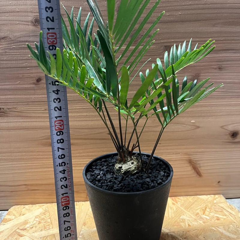 ザミア フロリダーナ | GREEN LUCK